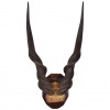 Giant Lord Derby Eland Mount