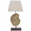 Ammonite Fossil Mounted as a Table Lamp on a Brushed Steel Base