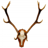 Elk Skull Mount on Wooden Backplate
